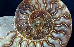 Cleoniceras (Grycia) besairiei COLLIGNON 1949 - Bild © FossNet FossilienStore
